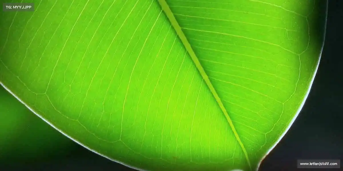 PG电子官方网站每一次跳跃，都是对极限的挑战！⛹️♀️